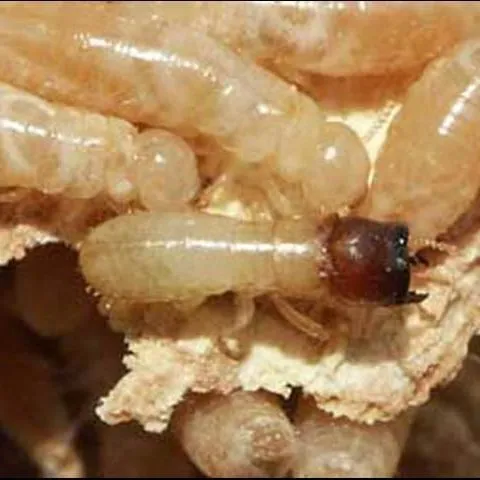 thumbnail for publication: Drywood Termite, Cryptotermes cavifrons Banks (Insecta: Blattodea: Kalotermitidae)